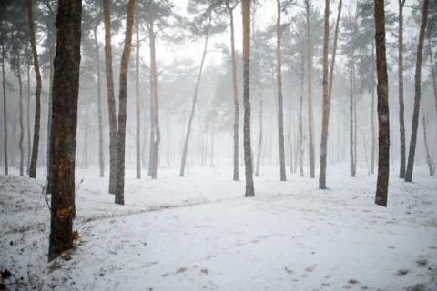 Snowy winter forest with trees Stock Photos