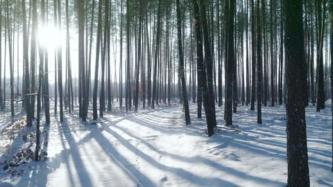 Snowy winter forest trees wood nature Beautiful winter wonderland Sun shining at Stock Footage 102129554