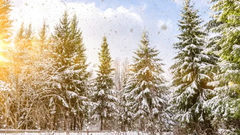 Snowy winter forest under stormy snowfall and dark sky. Winter scene with camera Stock Footage 254978739