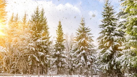 Snowy winter forest under stormy snowfall and dark sky. Winter scene with camera Stock Footage 255246044