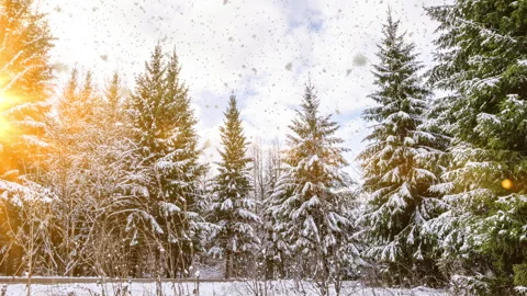 Snowy winter forest under stormy snowfall and dark sky. Winter scene with camera Stock Footage 255335923