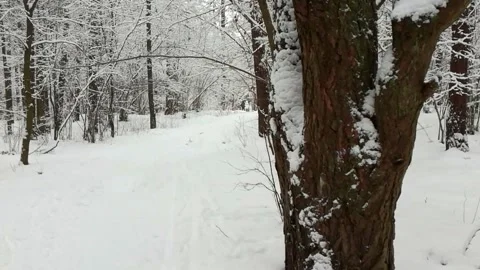 Snowy winter forest walk Stock Footage 146398832