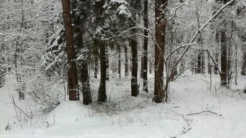 Snowy winter forest walk Stock Footage 146398865