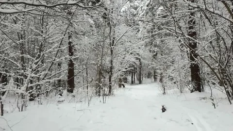 Snowy winter forest walk Stock Footage 146398902