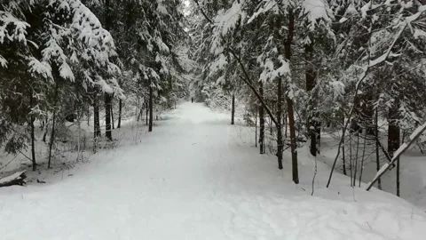 Snowy winter forest walk Stock Footage 146398923
