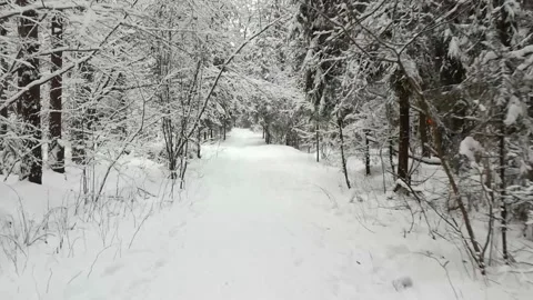 Snowy winter forest walk Stock Footage 146398929