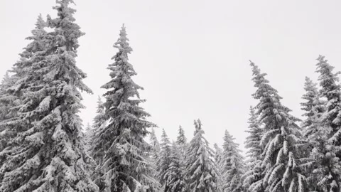 Snowy Winter Idyll: Pine Forest Views from a Moving Cable Car Video stock 299862285