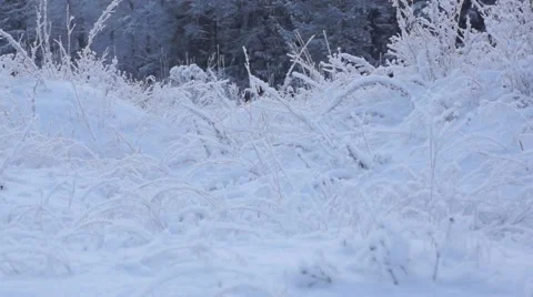 Snowy winter landscape Stock Footage 45576586