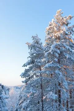 Snowy winter landscape Stock Photos