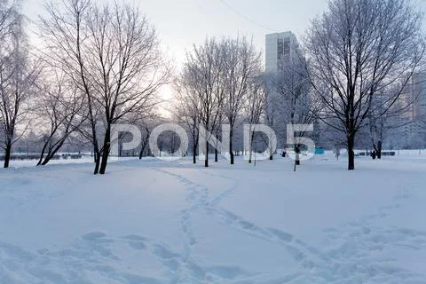Snowy winter landscape Stock Photos