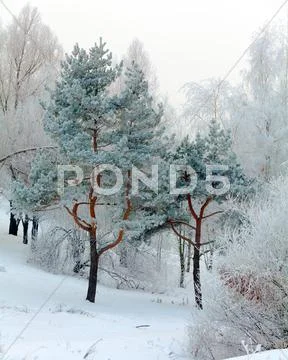 Snowy winter landscape Stock Photos