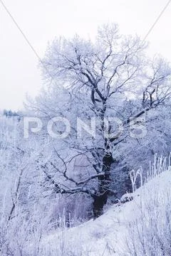 Snowy winter landscape Stock Photos