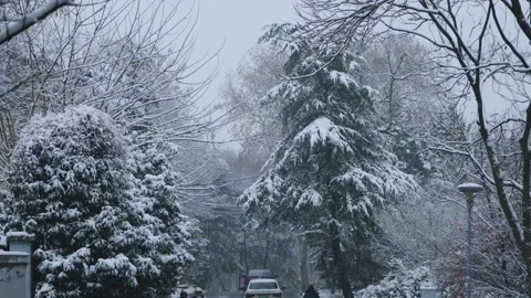 Snowy Winter Landscape With Pine Trees And Frosty Atmosphere In A Quiet Park Stock Footage 342329459