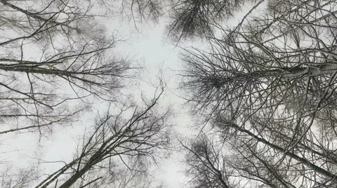Snowy winter park Stock Footage 59914665