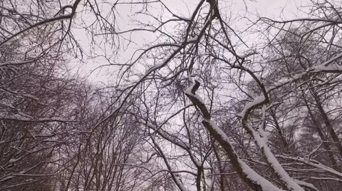 Snowy winter park Video stock 60114977