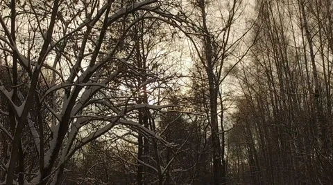 Snowy winter park 库存影片 60116061