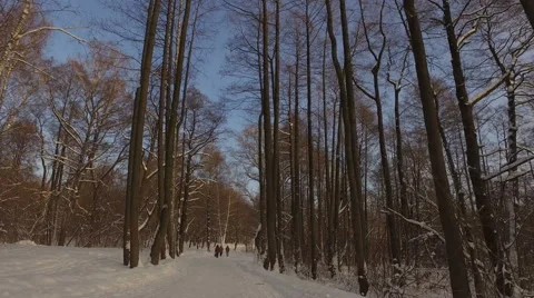 Snowy winter park 库存影片 60116324