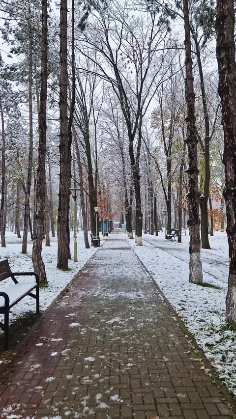 Snowy winter park with trees still have autumn leaves. Square alley with beaches Stock Footage 293016152