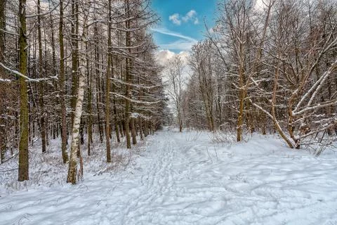 Snowy winter path Foto stock