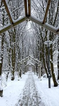 Snowy Winter Path Through Tree Canopy – Serene Winter Walk, winter park Stock Photos