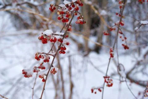 Snowy Winter Red Berries on the Branch Stock Photos