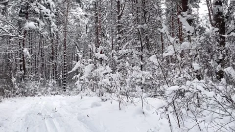 Snowy winter road in a forest. Stock Footage 258597023