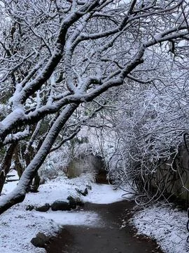 Snowy winter scene with bare trees over a small stream Stock Photos