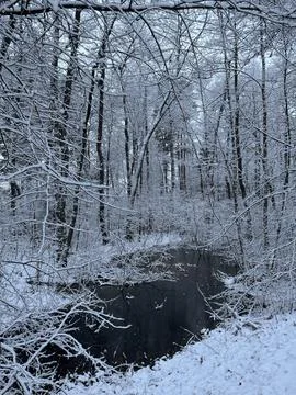 Snowy winter scene features bare trees covered in snow surrounding dark bod.. Stock Photos