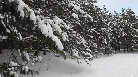 SNOWY WINTER SCENE Stock Footage 36244413