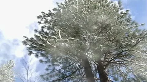 Snowy Winter Trees and Clouds Видео 10318010