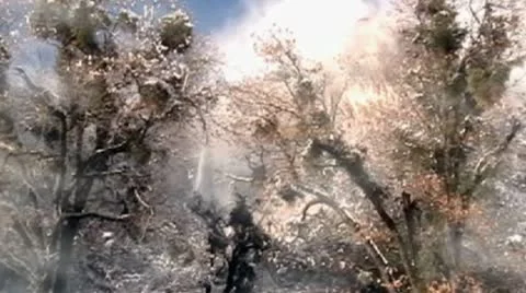 Snowy Winter Trees Stock-Footage 10318145