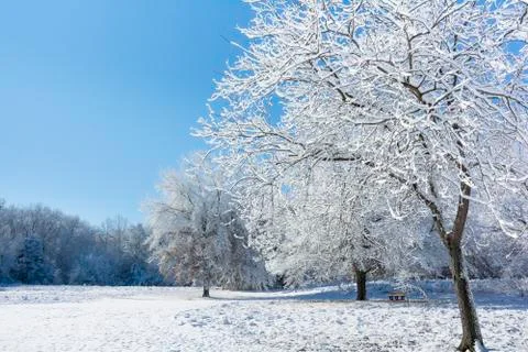 Snowy Winter Trees Stock Photos