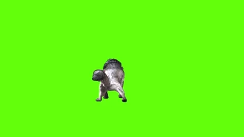 Snowy Wolf attack  green screen animation 3D rendering Stock Footage 296959768