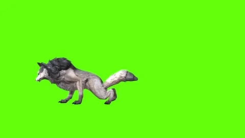 Snowy Wolf attack  green screen animation 3D rendering Stock Footage 296959779