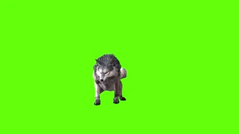Snowy Wolf attack  green screen animation 3D rendering Stock Footage 296959785