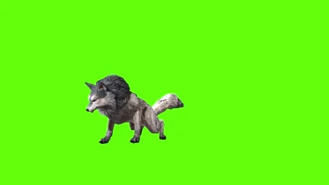 Snowy Wolf attack green screen animation 3D rendering Stock Footage 296959808
