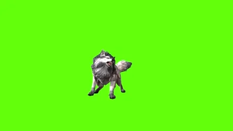 Snowy Wolf bite throw  green screen animation 3D rendering Stock Footage 296959794