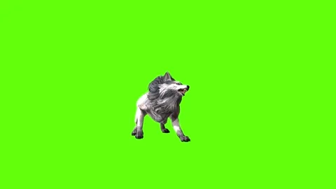 Snowy Wolf bite throw  green screen animation 3D rendering Stock Footage 296959806