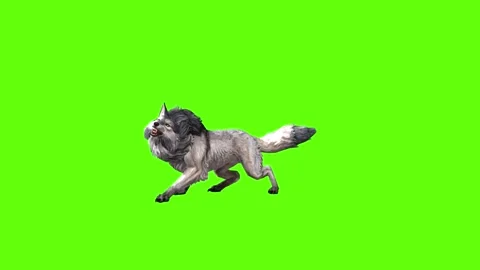 Snowy Wolf bite throw green screen animation 3D rendering Stock Footage 296959826