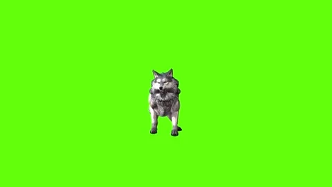 Snowy Wolf death  green screen animation 3D rendering Stock Footage 296959818