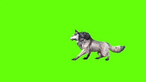 Snowy Wolf death  green screen animation 3D rendering Stock Footage 296959903
