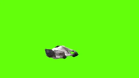 Snowy Wolf down in  green screen animation 3D rendering Stock Footage 296959887