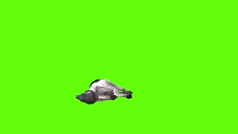 Snowy Wolf down loop  green screen animation 3D rendering Stock Footage 296959872