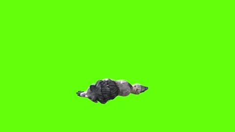 Snowy Wolf down loop  green screen animation 3D rendering Stock Footage 296959900