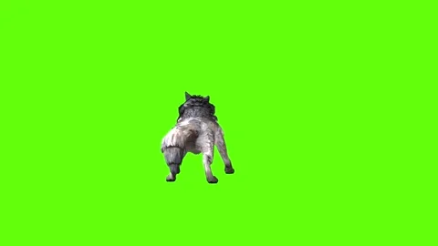 Snowy Wolf down out green screen animation 3D rendering Stock Footage 296959960