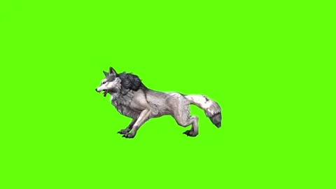 Snowy Wolf down out  green screen animation 3D rendering Stock Footage 296959961