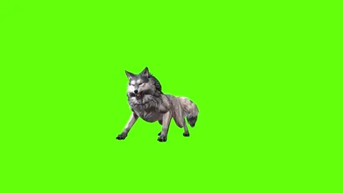Snowy Wolf down out  green screen animation 3D rendering Stock Footage 296959994
