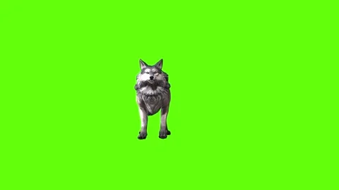 Snowy Wolf idle attack  green screen animation 3D rendering Stock Footage 296960012