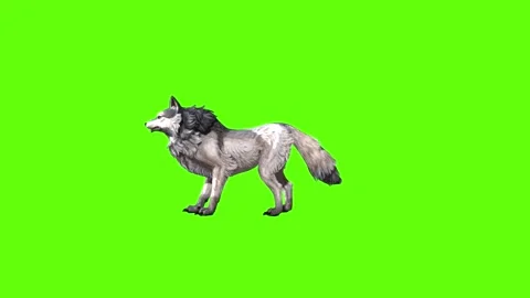 Snowy Wolf idle attack  green screen animation 3D rendering Stock Footage 296960089