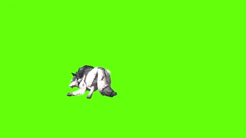 Snowy Wolf jump around  green screen animation 3D rendering Stock Footage 296960323